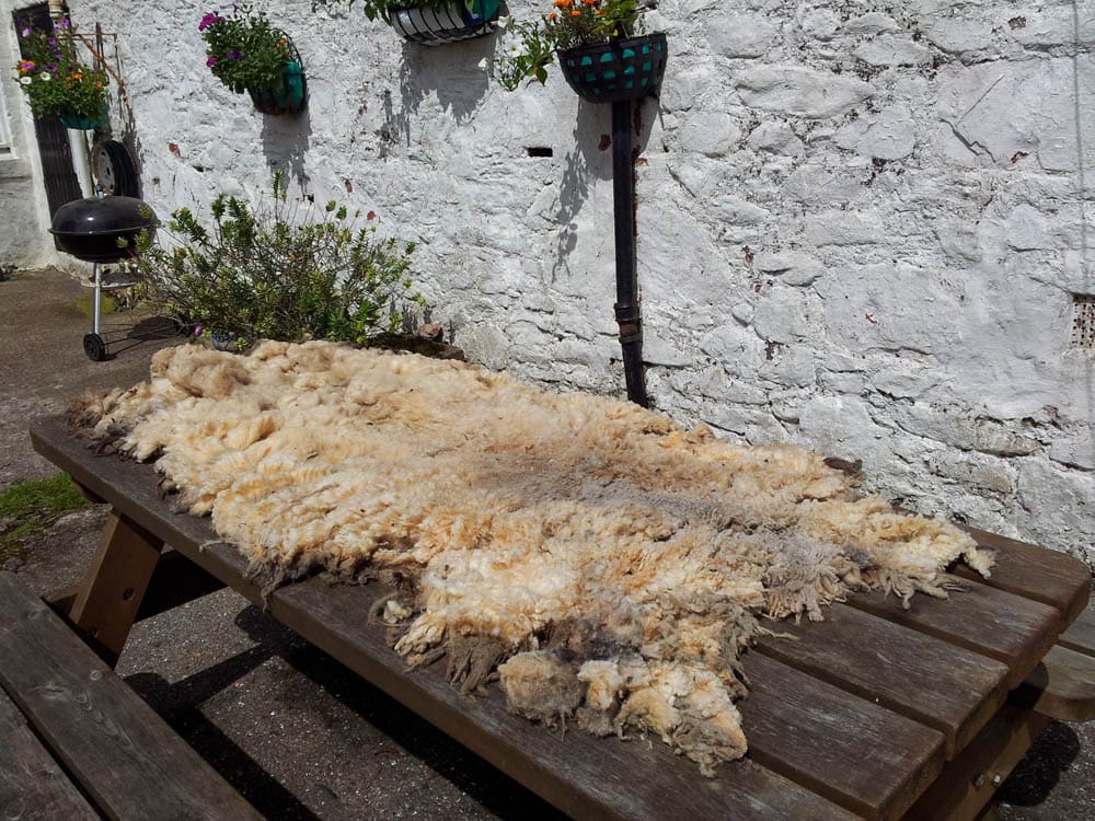 Typical Shetland fleece straight off the back of the sheep